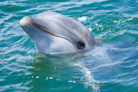 海の生きもの講座